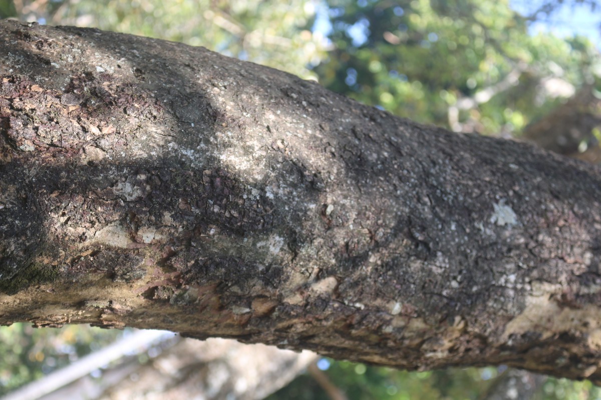 Erythrina crista-galli L.